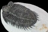 Bargain, Coltraneia Trilobite Fossil - Huge Faceted Eyes #92121-4